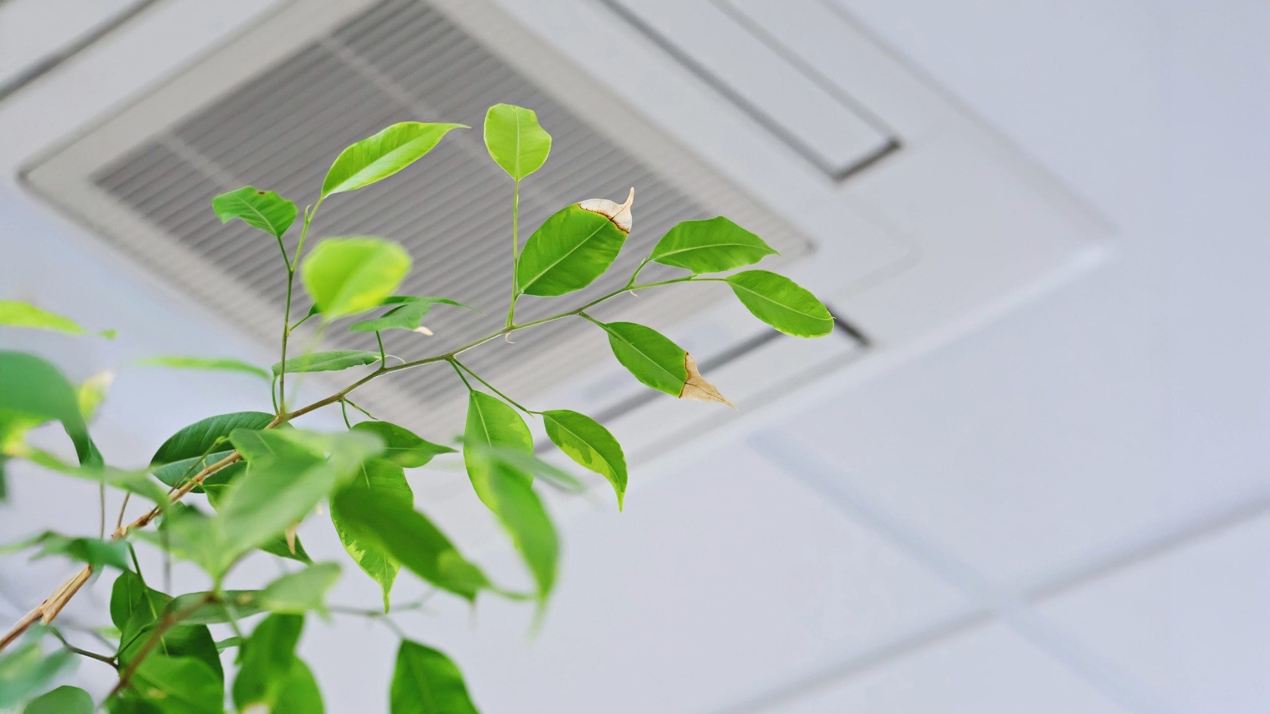 Green indoor plant with partially dried leaves positioned near a ceiling air vent, symbolizing the impact of indoor air quality on plant and environmental health.